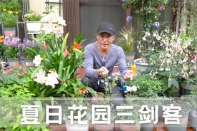 夏日花园造景3剑客，每种最少开半年，搭配花境效果超好视频封面
