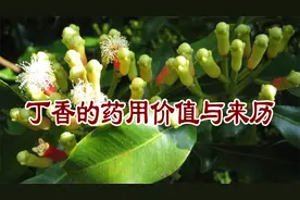 老中医养生谈：丁香的药用价值与来历？视频封面