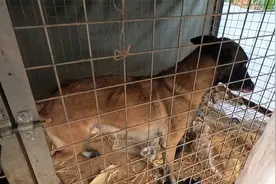 发生在广东农村的真事，马犬下11个小狗一夜间全部死亡，太惨了视频封面