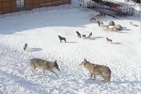 6年狼王与2年狼王谁厉害？从狼嚎声来判断，你觉得谁才是老大？