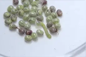 这不是绿豆，这是虫，您别吃了