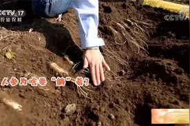 吉林抚松：人参地里横着长视频封面