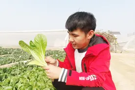 最高产的一种生菜，能长一米高，关键还不生虫
