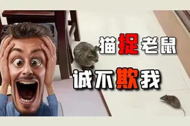 猫捉老鼠上法庭？照片拍摄者无奈辟谣，真法庭容不得闹剧视频封面