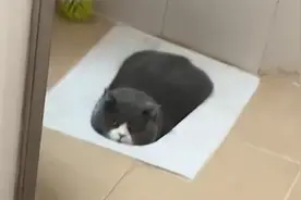 “养猫劝退指南”