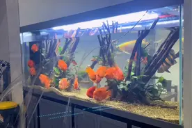 大鱼缸半夜3点突然爆裂，老板听见巨响立马出来查看，当场被气笑视频封面