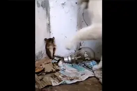 指鼠为鸭，你就是鸭脖。视频封面