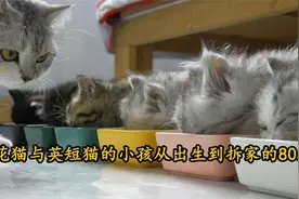 狸花猫与英短猫的小孩从出生到拆家的80天【转载】视频封面