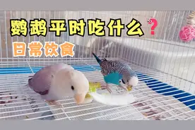 想知道家养鹦鹉平时吃什么？家养鹦鹉的日常饮食教程，超详细篇