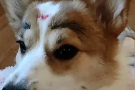 【宠物VLOG】柯基和比熊竟然生出了“比基尼”！馒头生宝宝的过程视频封面