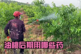 油桃后期用什么药？补充微量元素是关键视频封面