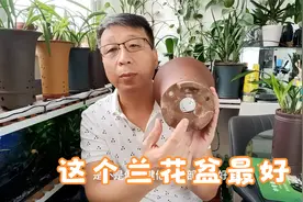 选兰花盆的技巧，让兰花长得更好视频封面