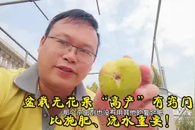 不懂“矮化”，别盆栽无花果！比施肥、浇水还重要！视频封面