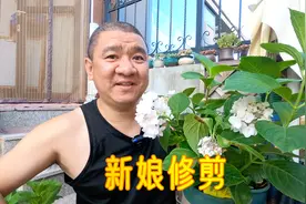 新枝开花绣球花0.5加仑“无尽夏新娘”，8分枝这样修剪！视频封面