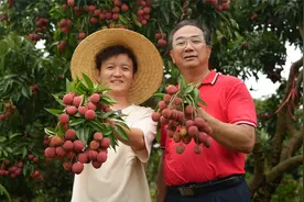 【水果猎人】冰荔、草莓荔、鸡嘴荔…这些荔枝你肯定没见过！视频封面