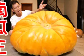 买来重达300斤的南瓜品种南瓜王！没想到这是给猪吃的！视频封面