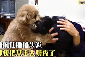 泰迪有特殊癖好，疯狂迷恋女主人的头发，这也太变态了视频封面