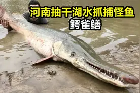 河南平顶山汝州抽干几十万立方湖水捞捕鳄雀鳝#动物 #鳄雀鳝 #视频封面