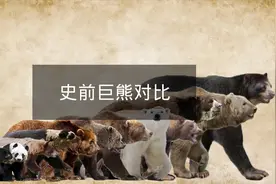 把史前巨熊做个对比，你会发现什么？让我们一探究竟吧视频封面