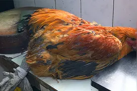 195元钱买来一只大线鸡，老婆一次做了2样，色香味俱全，太过瘾了