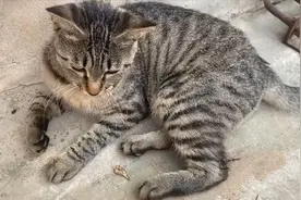 小母猫绝育后战斗力飙升，霸凌全村，如今腿被打瘸了！视频封面