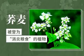 荞麦——被誉为“消炎粮食”的植物视频封面