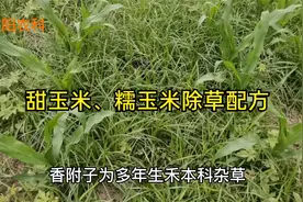 甜玉米、糯玉米田间杂草，用这个小配方防除，除草干净玉米安全视频封面