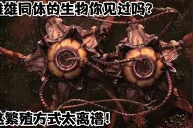 外星世界：雌雄同体的生物你见过吗？它们的繁殖方式简直太离谱！视频封面