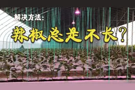 辣椒总是不长个咋办？可不是缺肥，赶快试试这2个小妙招视频封面