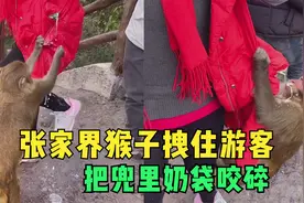 为抢奶喝,张家界猴子拽住游客把兜里奶袋咬碎,景区:看管难,别招惹视频封面