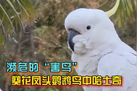 濒危的“害鸟”葵花凤头鹦鹉，出生自带精神病，被称为鸟中哈士奇