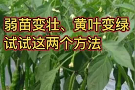 秧苗瘦弱不长？叶子发黄？这两个方法你用过吗？几天就大变样视频封面