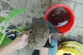 白兰花都是“园土苗”，栽种掌握技巧，室内也能养好，开花满屋香视频封面