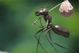 被人类小看的生物，动物界“大力士”，能举起自身重量5千倍物体