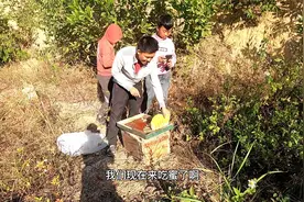 小伙的诱蜂箱又来了一窝野生蜜蜂，鸭脚木冬蜜苦甘苦甘的，真好吃视频封面