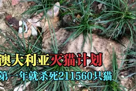 猫做错了啥？澳大利亚一年怒杀211560只猫，还使用了投毒毒杀视频封面