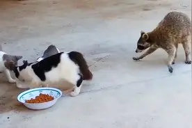 浣熊高光时刻，跟家猫斗智斗勇抢猫粮食物和水，猫咪却拿它没办法视频封面