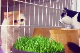 家里新来超漂亮大帅猫，之前很少见肉，看新主人家每天给肉特激动