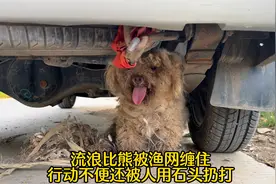 流浪比熊被渔网缠住，行动不便还遭顽皮孩子虐打，害怕得蜷缩车底视频封面