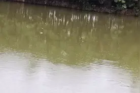 广东冷雨连天罗非已经出现冻死，注意水产水霉爆发处理哈