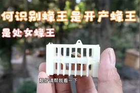 如何分辨蜂王是开产王，还是处女王？方法很简单，2分钟即可学会视频封面