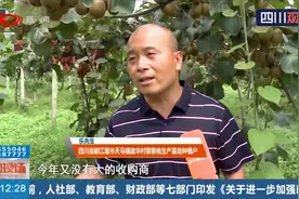 又到都江堰猕猴桃丰收季！沉甸甸的果实挂满枝头，让人垂涎欲滴视频封面