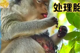 老猴妈生完孩子几个小时后，胎盘才从体内逐渐排出视频封面