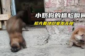 小奶狗的尴尬搞笑瞬间，脸先着地却毫发无损，对不起我是真的笑了视频封面