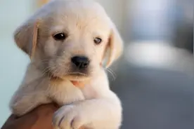 狗狗看见自己的影子，狂吠不止，主人差点笑岔气！视频封面