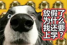 会说话的边牧火锅又来啦～嘤嘤怪上线～狗说人语