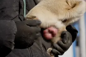 狗狗下体长出一个大肉疙瘩，太吓人了！