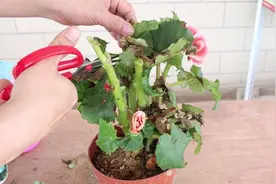 给玫瑰海棠修剪，多做两个“动作”，下次开花更多视频封面
