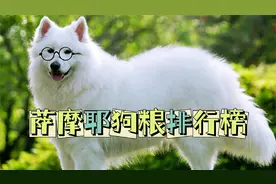 萨摩耶狗粮排行榜，这些狗粮，你家狗子吃过哪种视频封面