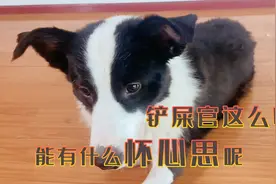 一根火腿，对这条边牧诱惑有多大？请看完这个视频，网友：懵了视频封面